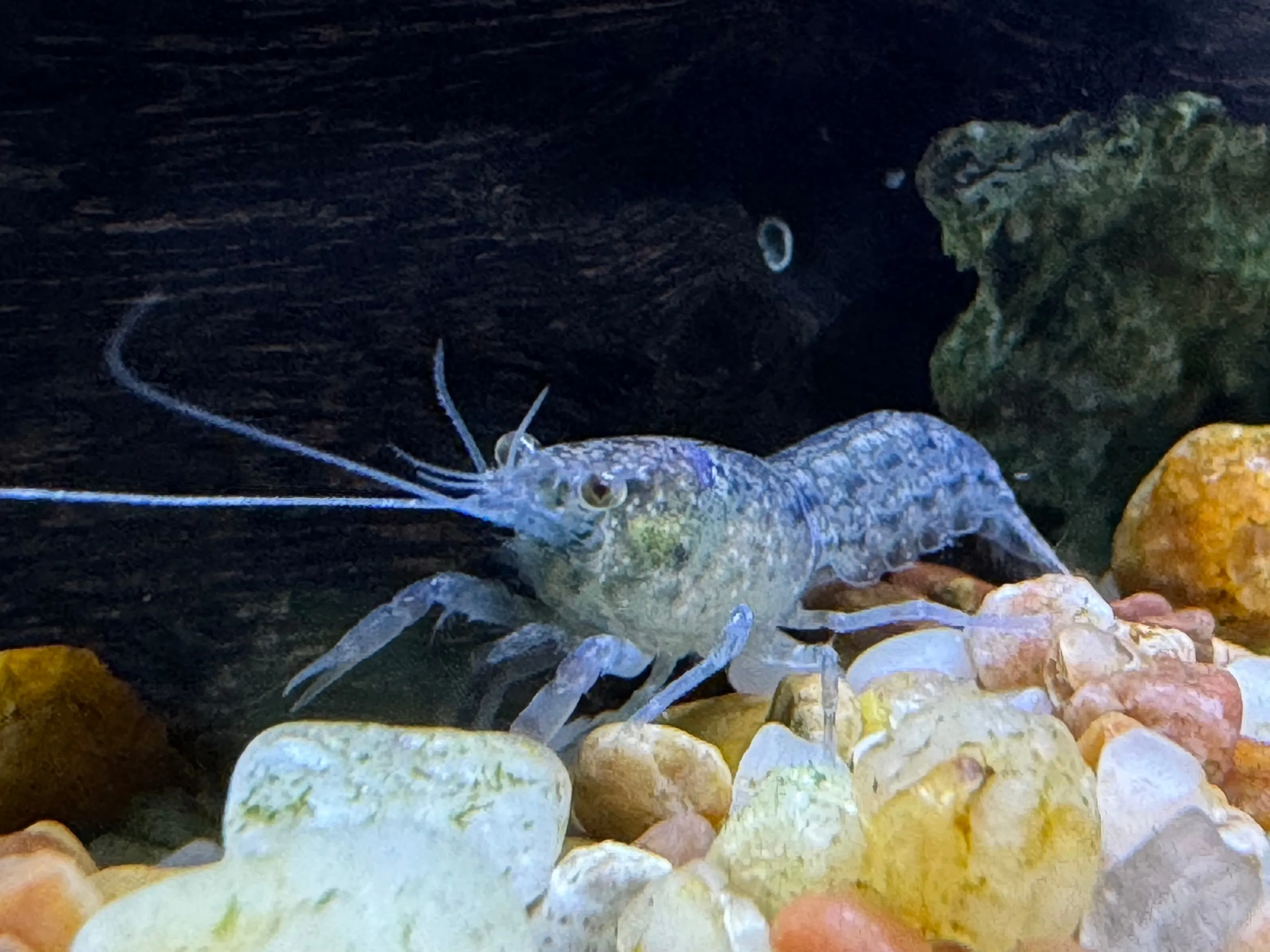 Blue Mexican Mini Lobster