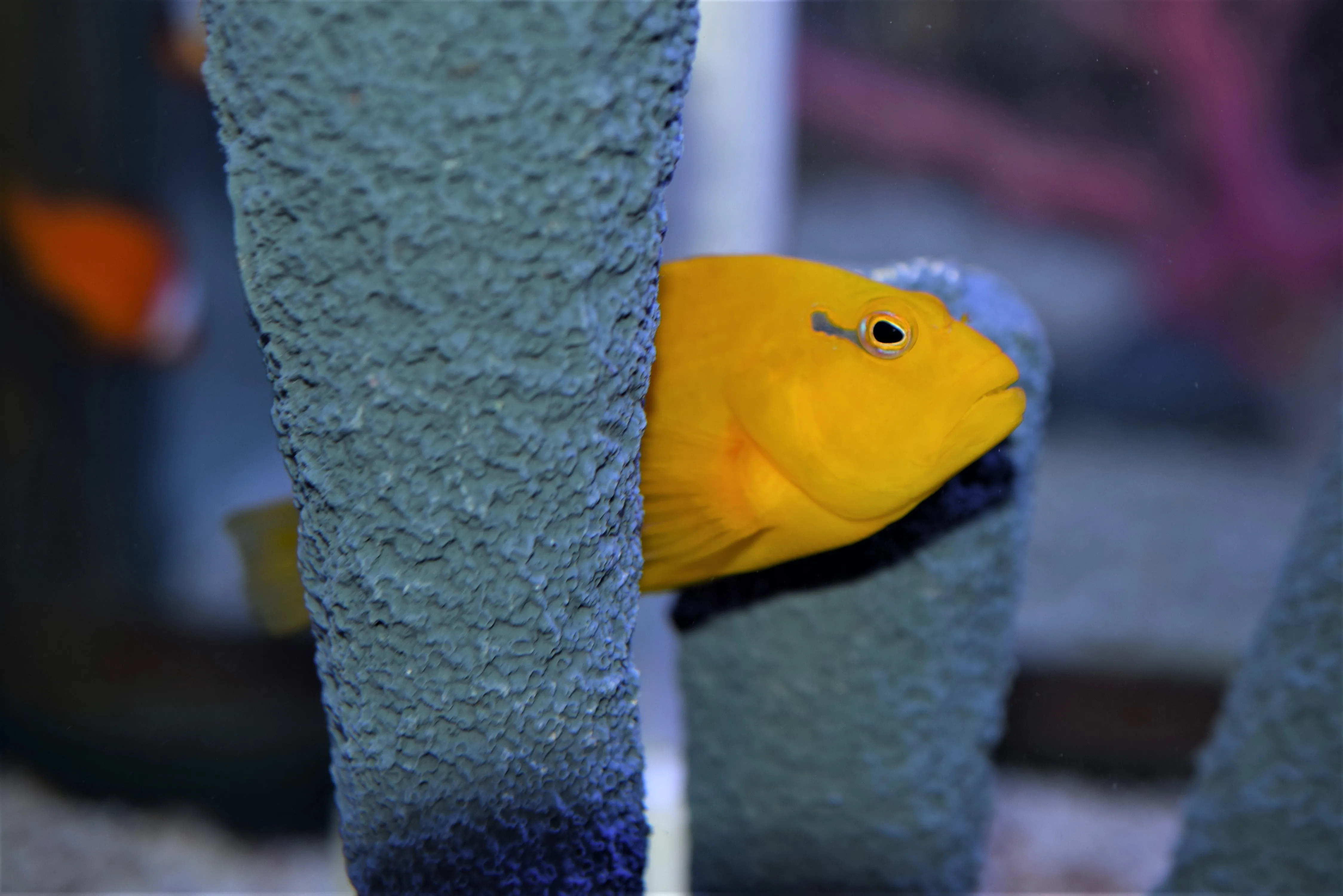 Gold Arc Eye Hawkfish