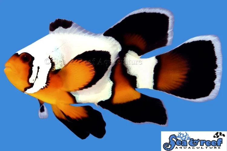 Longfin Premium Black Ice Clownfish pair