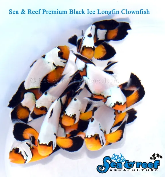 Longfin Premium Black Ice Clownfish pair